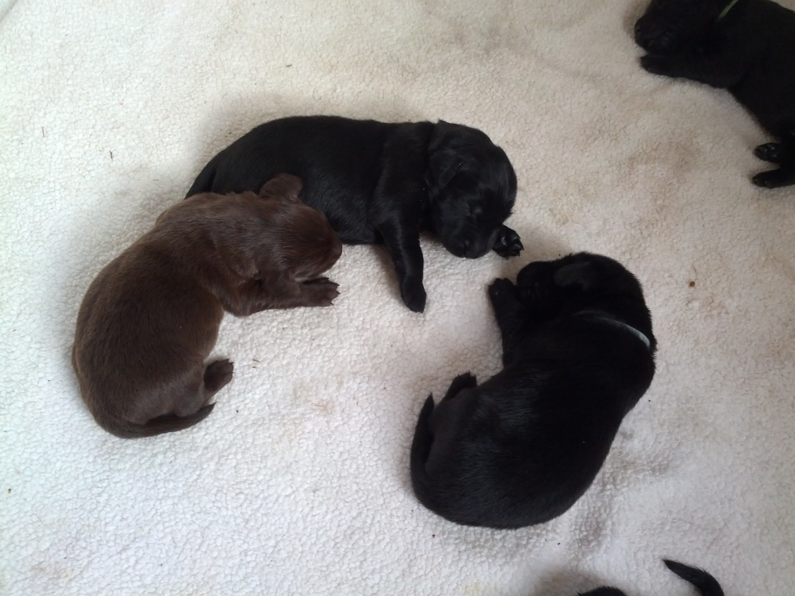 liver, dk and lt blue
