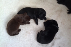 liver, dk and lt blue