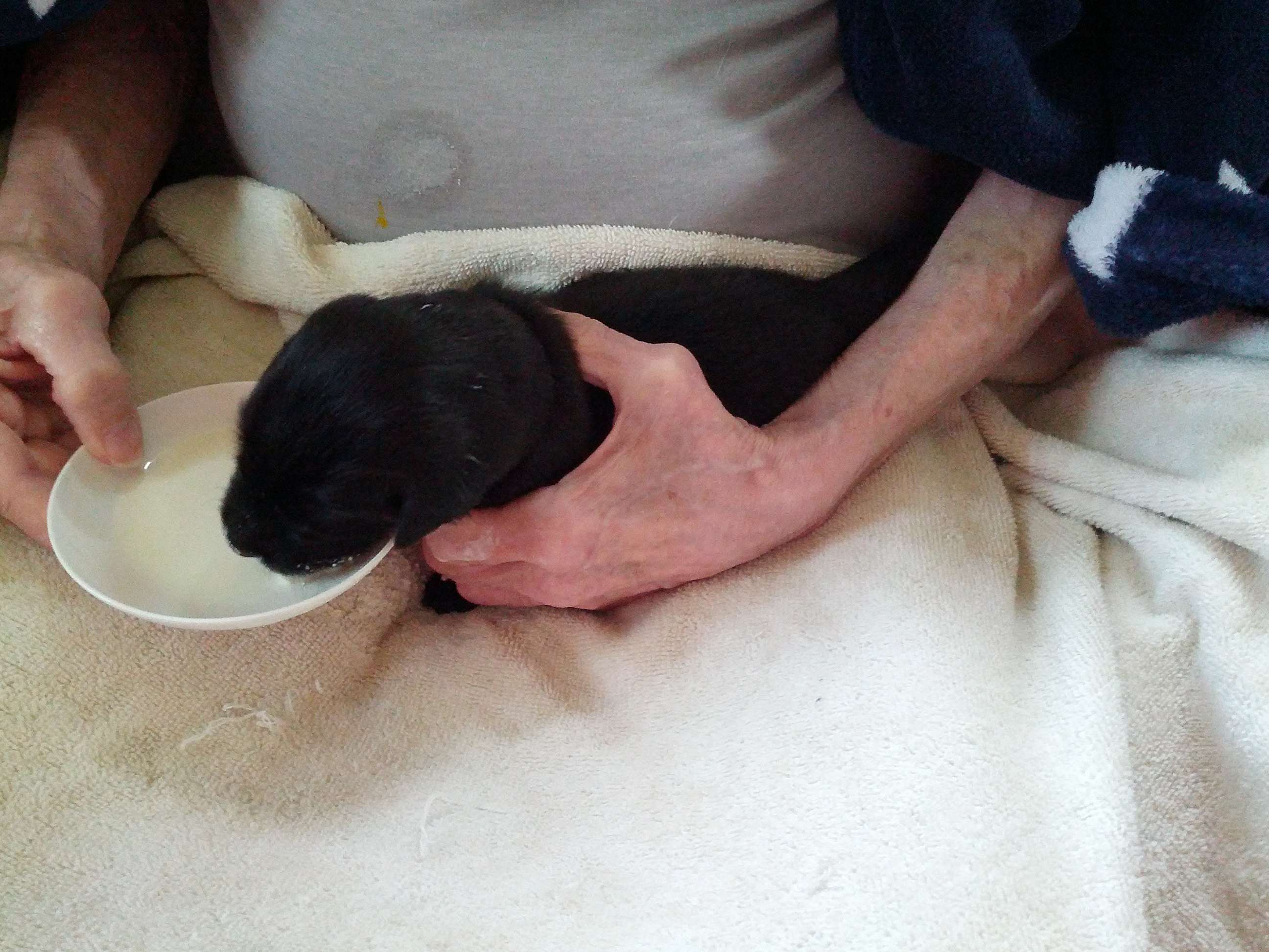 pup hungry