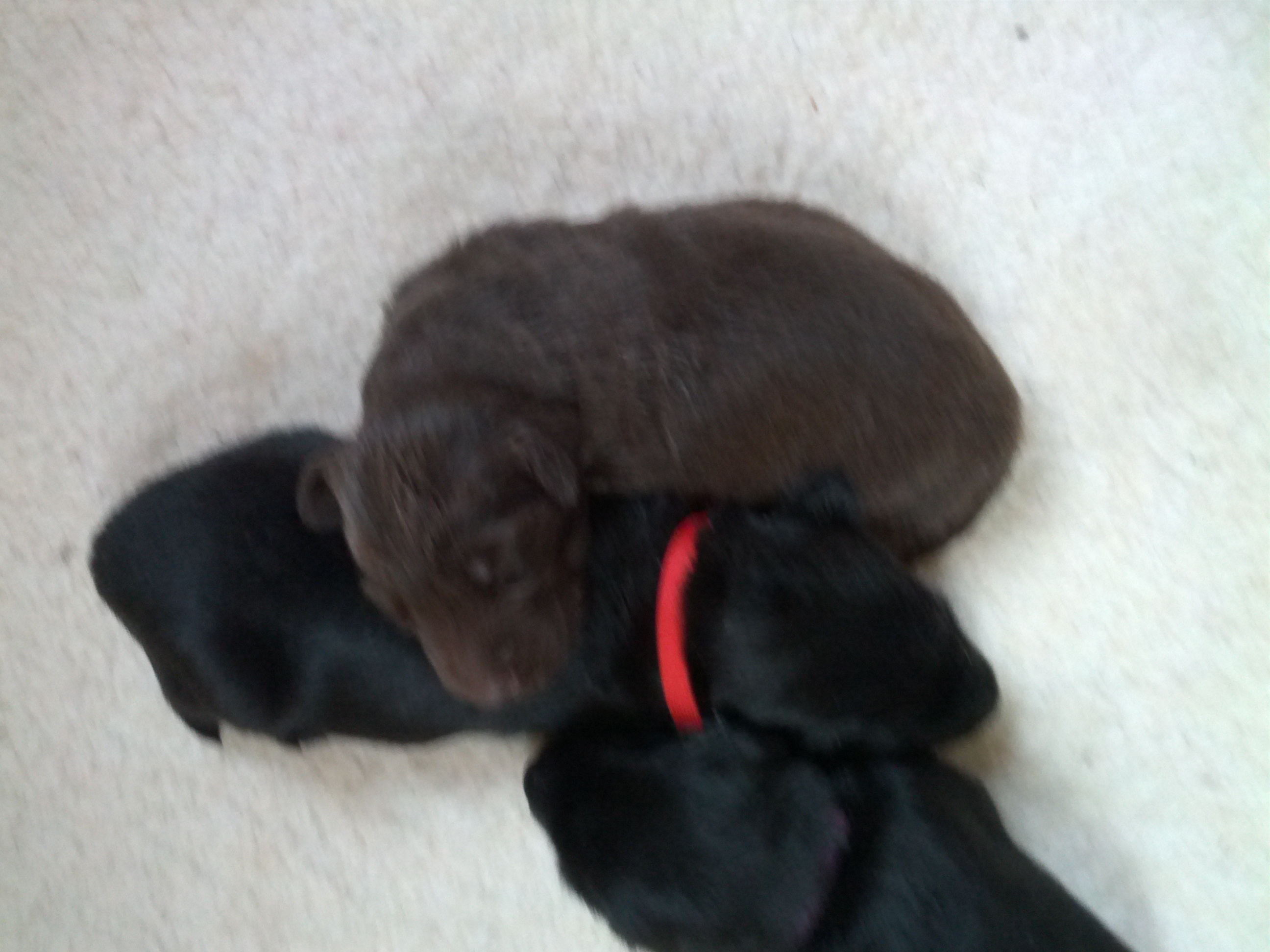 liver and orange in huddle