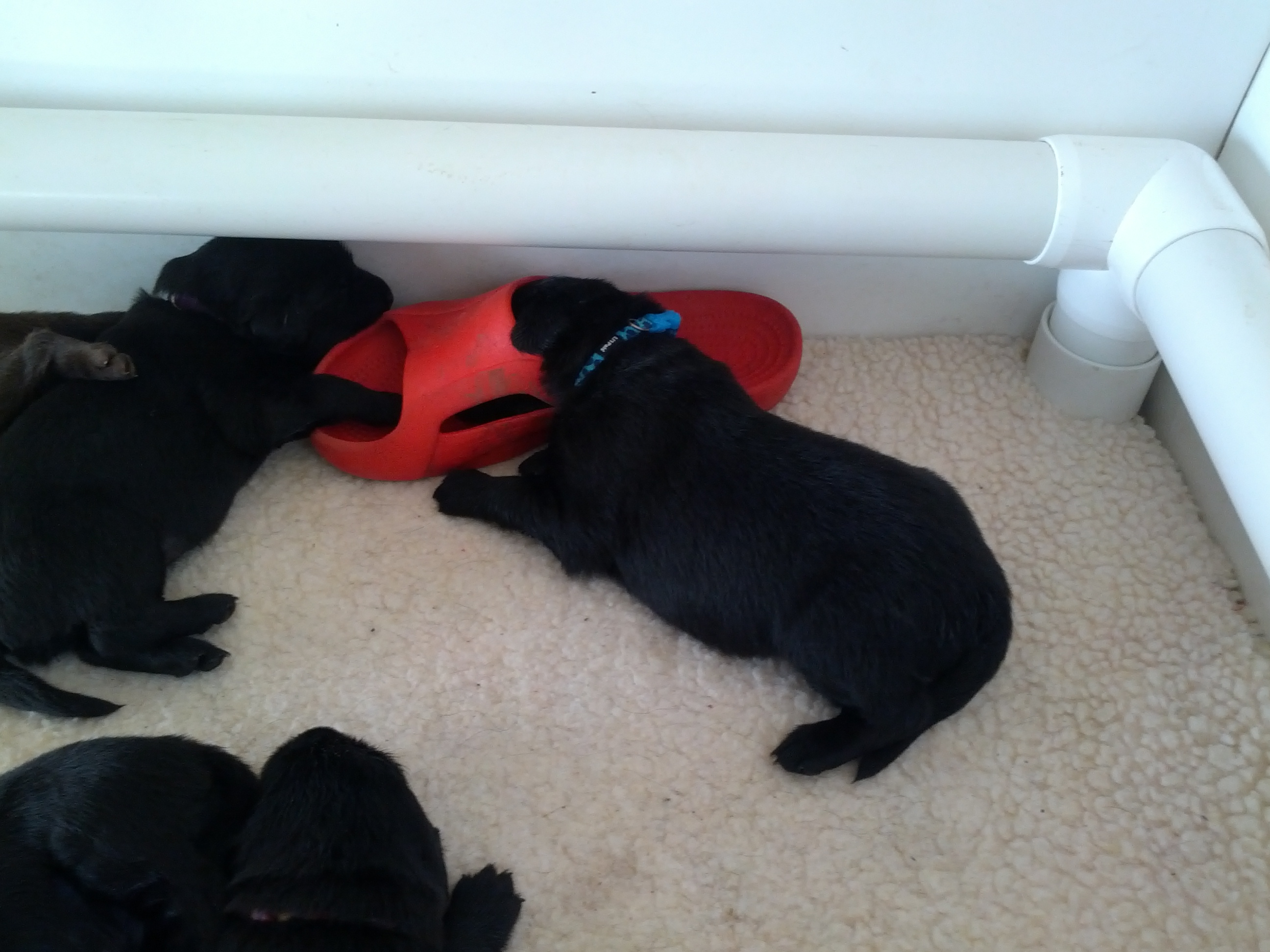Dk blue in shoe - Kaos teaching  shoe guarding early