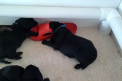 Dk blue in shoe - Kaos teaching  shoe guarding early