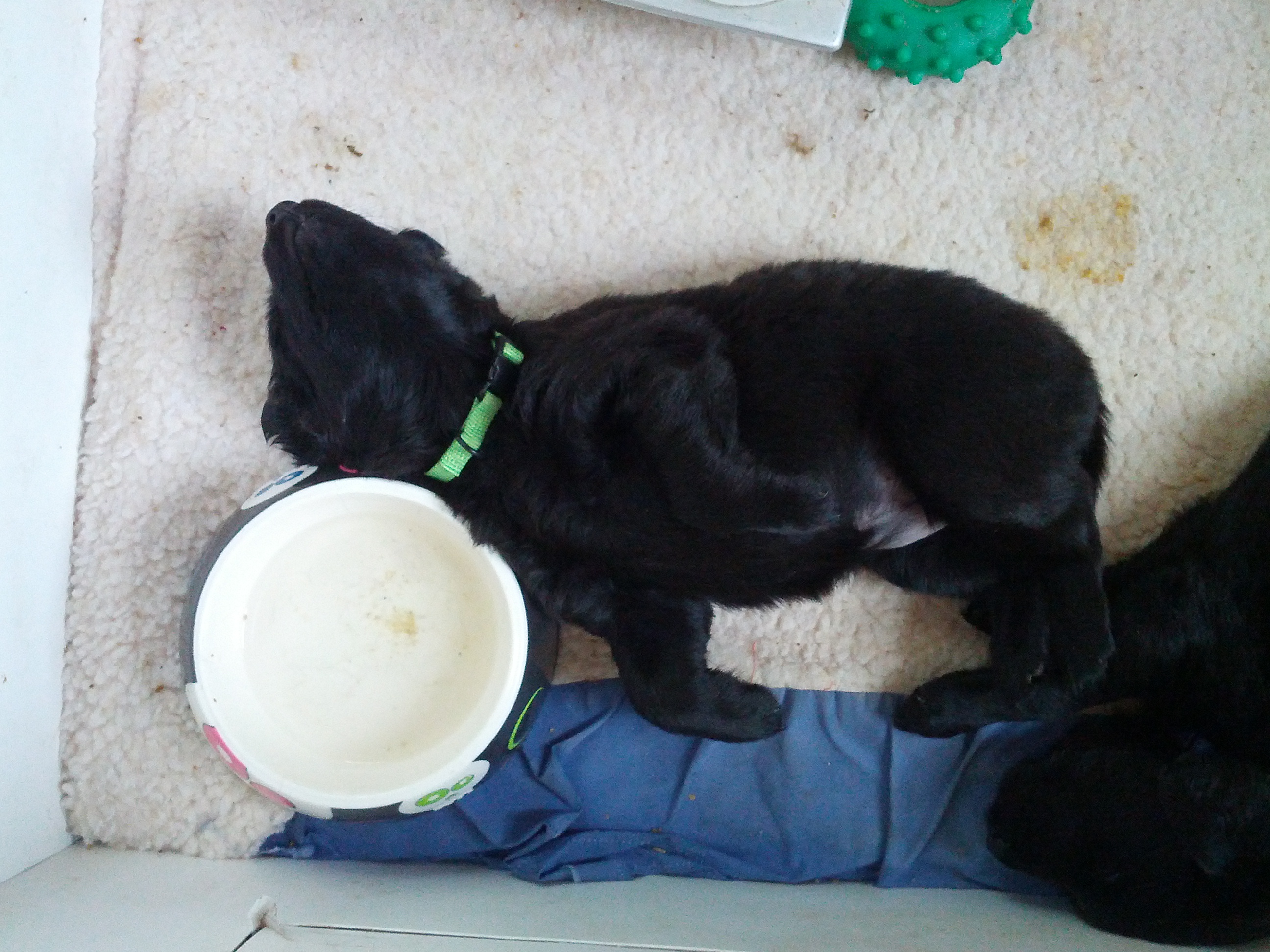 green-sleeping-near-water-dish