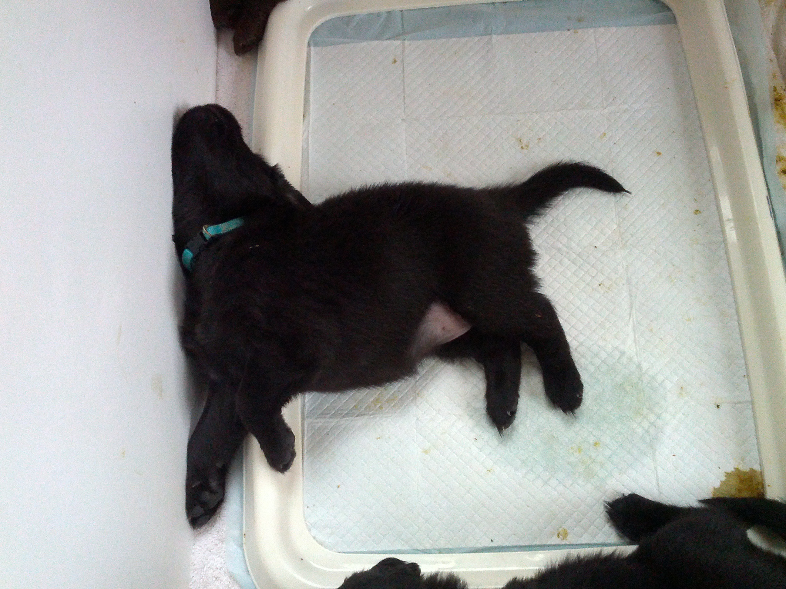 lt-blue-sleeping-onpoop-tray
