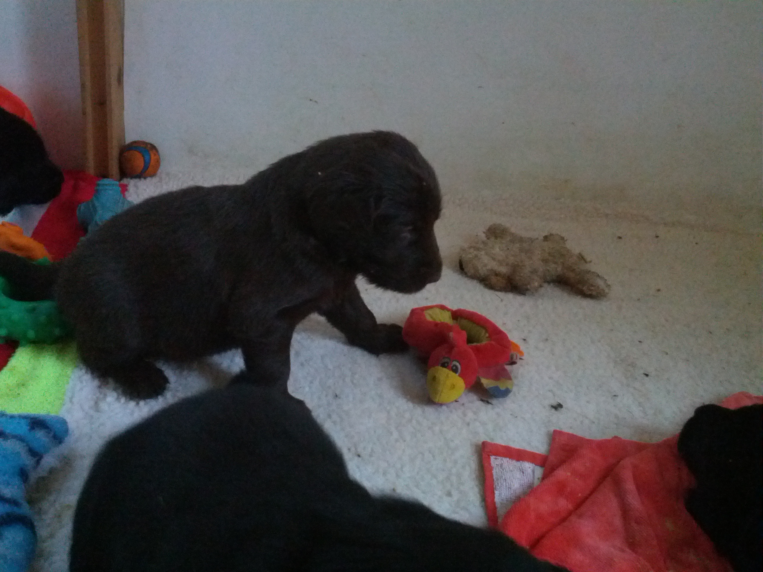 pup-with-toy