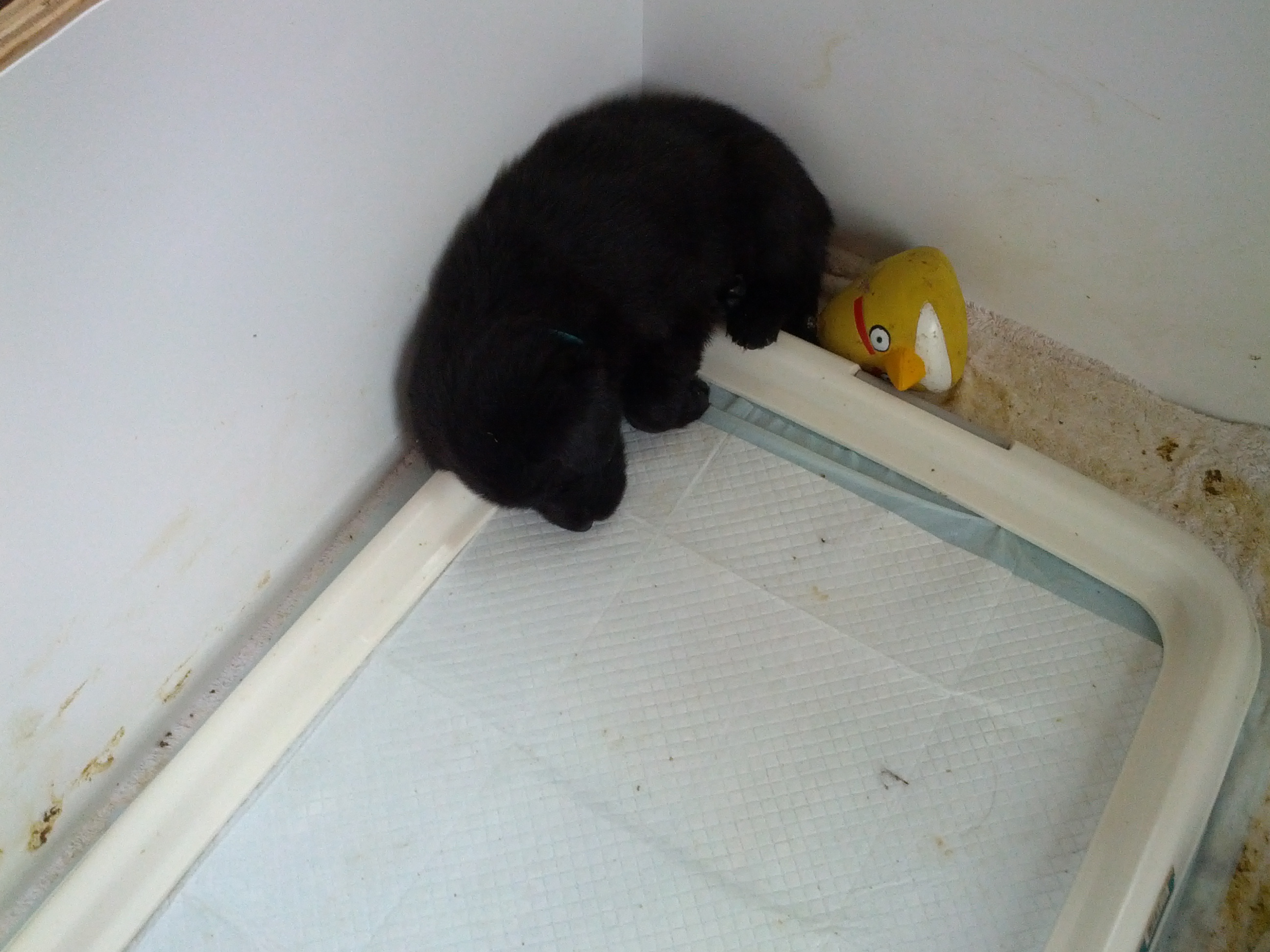 red-with-toy-near-poop-tray
