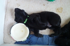 green-sleeping-near-water-dish
