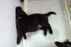 lt-blue-sleeping-onpoop-tray