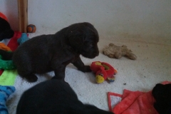 pup-with-toy