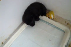 red-with-toy-near-poop-tray