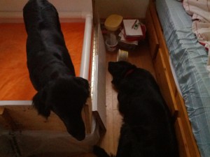 IMG_20170504_192302